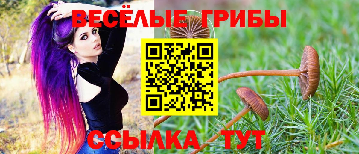 Галлюциногенные грибы Psilocybine cubensis Юрга